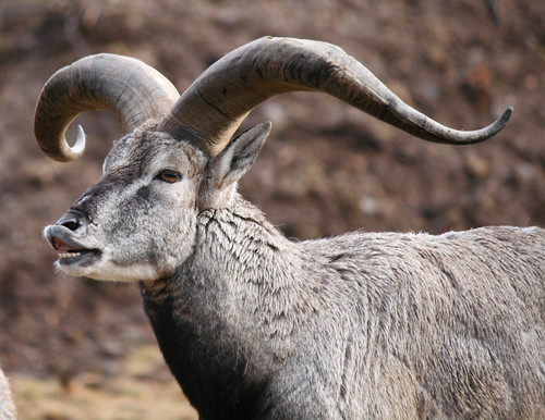 Bharal Himalayan Blue sheep johnbraid Shutterstock1 rbpkj9.jpg