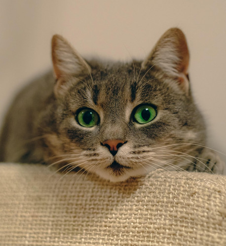 cat 1769343796 8517115.jpg