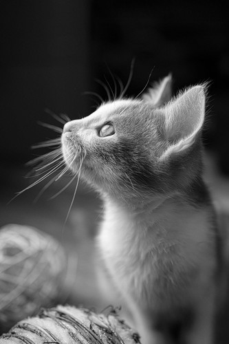 cat 1769257317 10020528.jpg