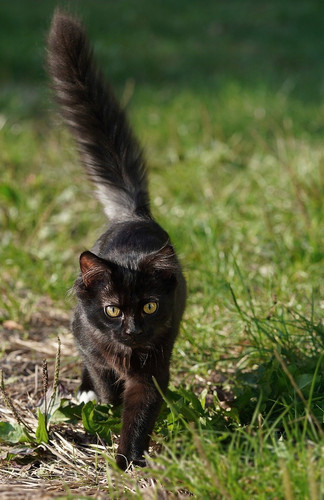cat 1769292698 9809559.jpg