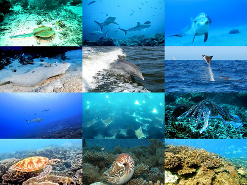 ' Glorified is  Allaah-God ,  The All-Mighty Creator '.jpg