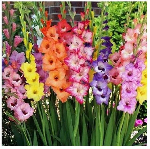 18 gs 109 na greenfarm original.jpg