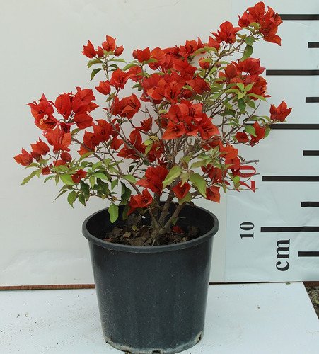00038026 Bougainvillea Tomato Re.jpg