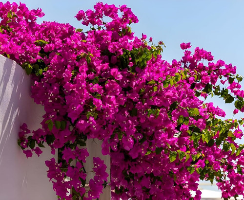 81m02YwrllL. SL1500 .jpg