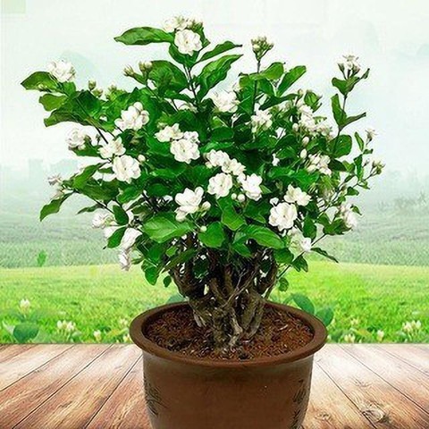 perennial no yes arabian jasmine.jpg