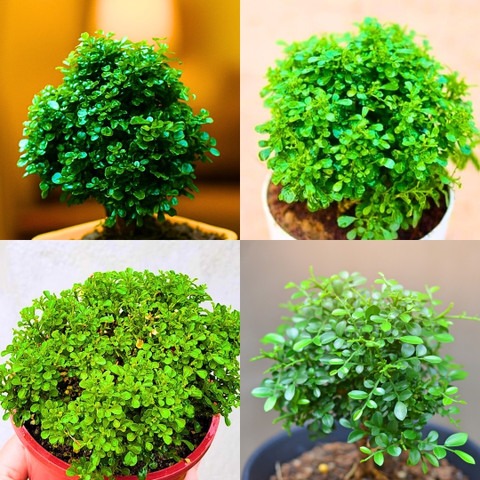 yes perennial no table kamini mi.jpg