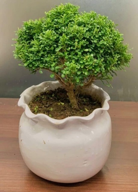 1 beautiful special bonsai home.jpg