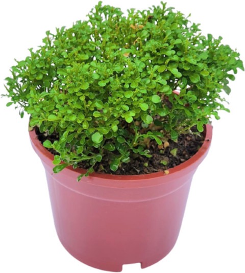 dwarf murraya paniculata table k.jpg