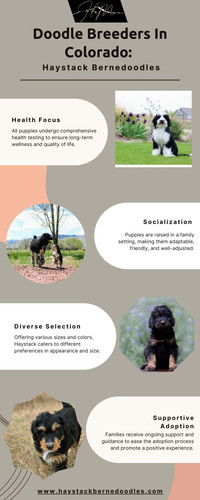 Colorado Doodle Breeders: Essential Tips for Puppy Shoppers.jpg