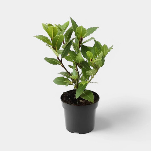 51O3cV6NUuL. SL1080 .jpg