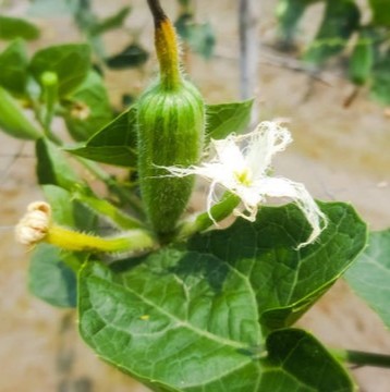 10 parwal root live pointed gour (1).jpg