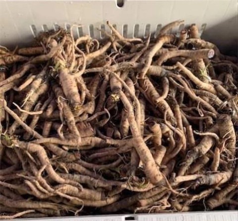 10 parwal root live pointed gour.jpg