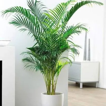 cloud farm hybrid areca china pa.jpg