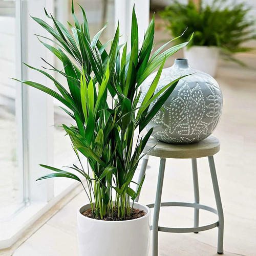 garden art areca palm indoor air.jpg