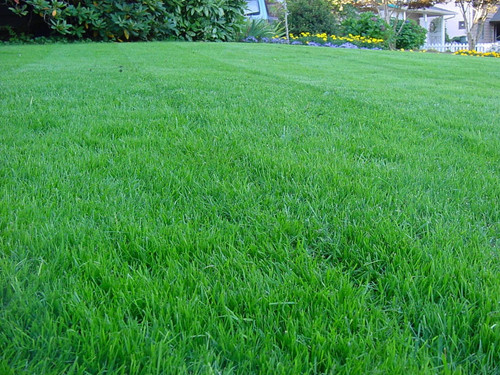 turf grass seeds.jpg