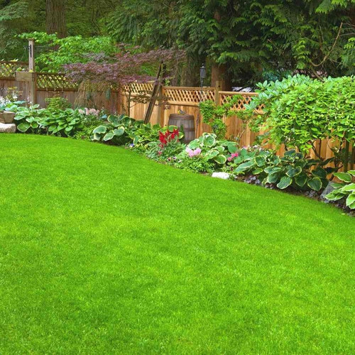 9000 bermuda grass seeds wequali.jpg