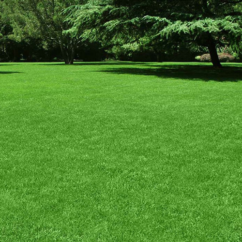 6000 lawngrass seeds brs 6000pp.jpg