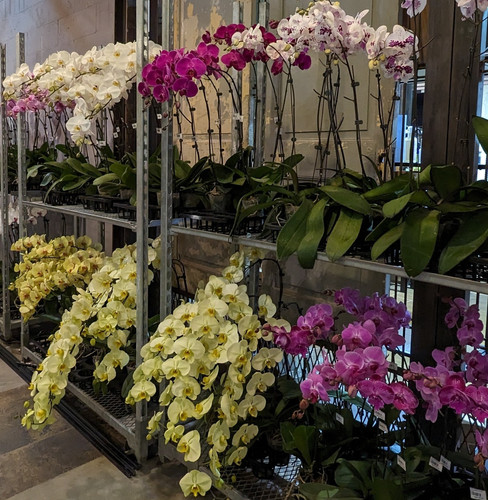 487338965 1069848135172362 6498395197689871507 n.jpg