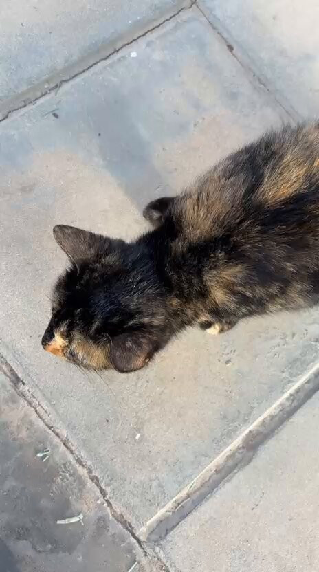 Z0OSp WMy2Yufivv.jpg