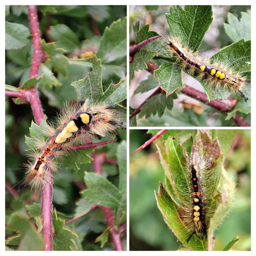 G e4PZAXkAEyfTe?format=jpg.jpg