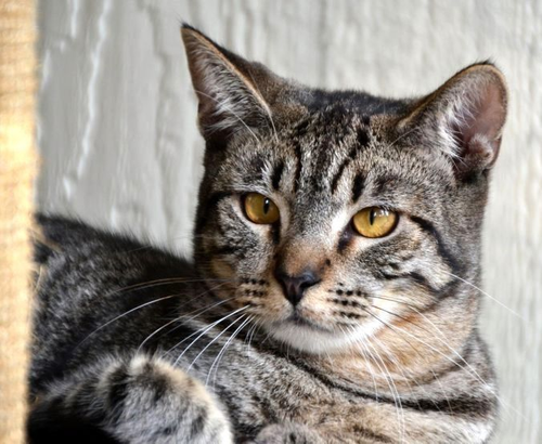 G bsdAAbcAAXzd1?format=png.png