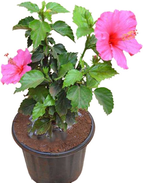 hibiscus live outdoor flower pla.jpg