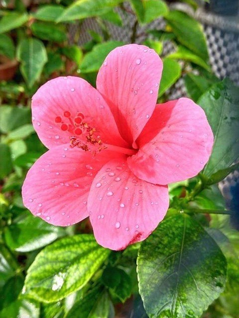 no perennial yes hibiscus pink l.jpg