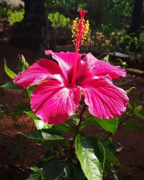 no perennial yes hibiscus pink l (1).jpg