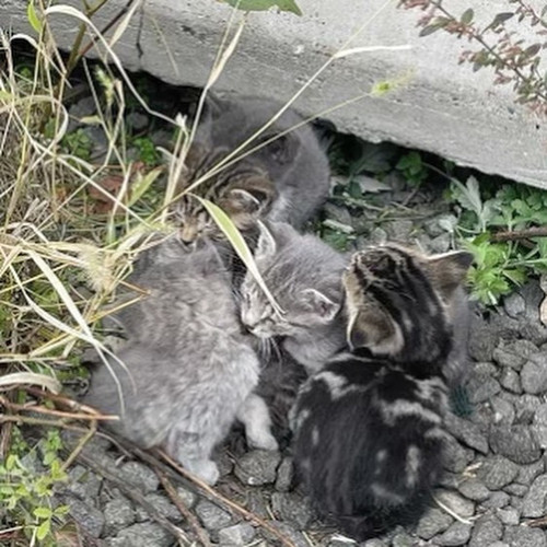 G gWDdAXEAAo3EF?format=jpg.jpg