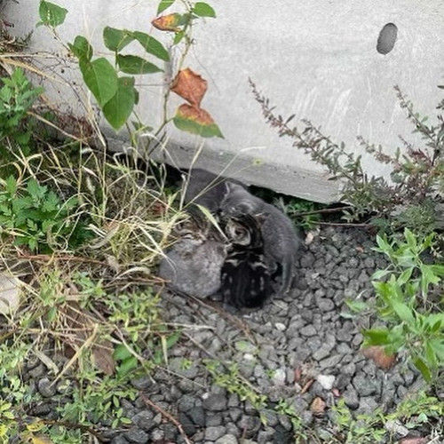 G gWDdIWQAAP5ht?format=jpg.jpg