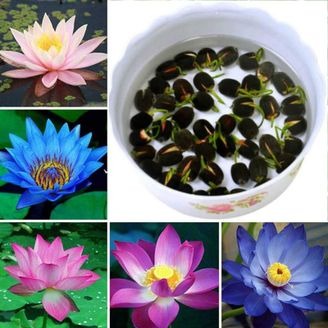 50 lotus seeds for planting easy.jpg