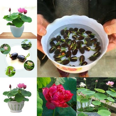 1 lotus seeds mixed lotus seeds.jpg