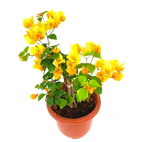 71uCryKjNdL. SL1500 .jpg