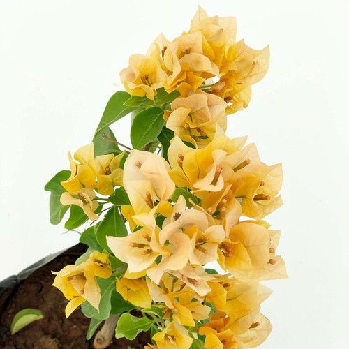 71pymkaUxoL. SL1500 .jpg