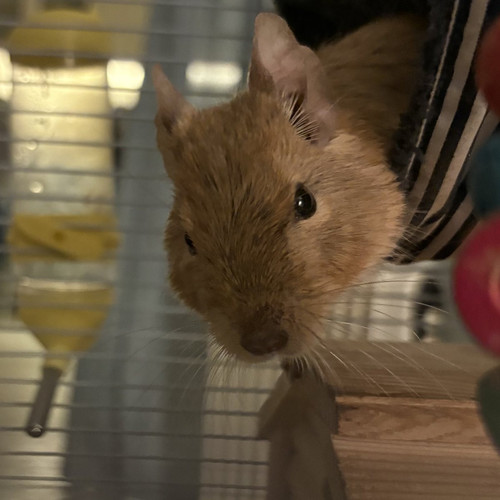 G kRSVsX0AAB2NM?format=jpg.jpg