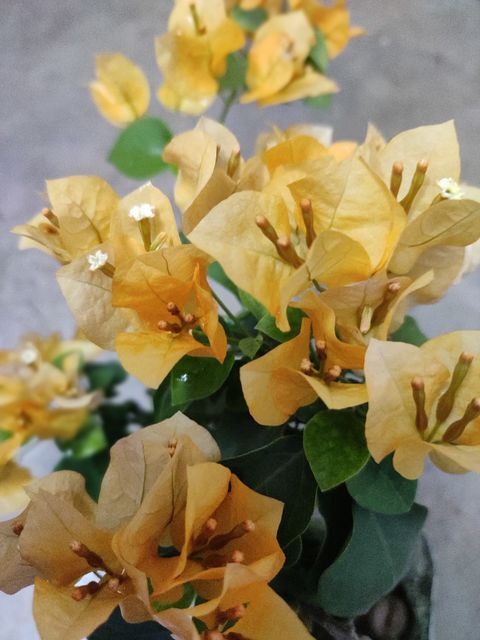 no perennial no yellow bougainvi.jpg