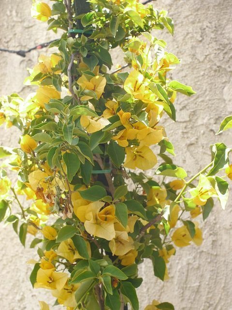 yes annual yes hyr251 cf nm616 s.jpg