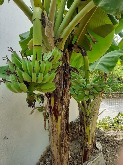 yes perennial yes pl liveplant 4.jpg