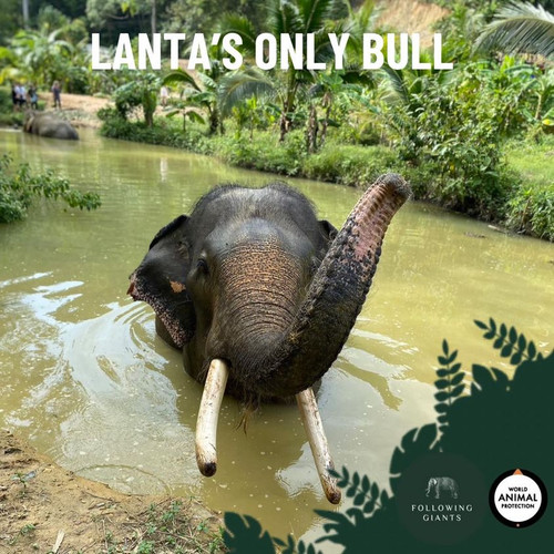 Attraction Koh Lanta Elephant Sanctuary.jpg