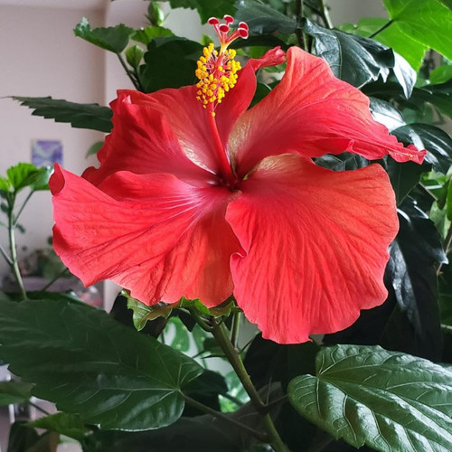 61fEZ2gzXQL. SL1000 .jpg