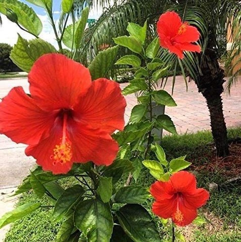 no annual no live hibiscus singl.jpg