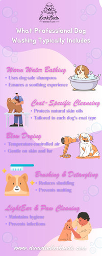 Dunedin Dog Washer.jpg