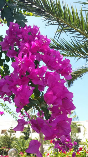 61izxP+Bh4L. SL1002 .jpg