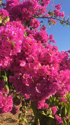 612V8Epo63L. SL1002 .jpg