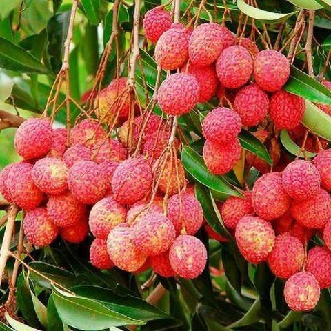 yes perennial yes litchi plant 1.jpg