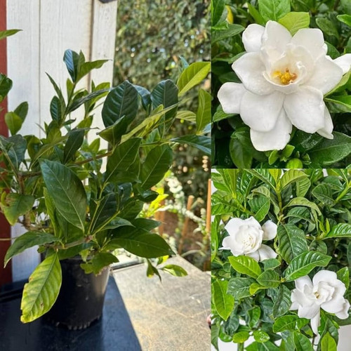 61lJg7YT CL. AC UF1000,1000 QL80.jpg