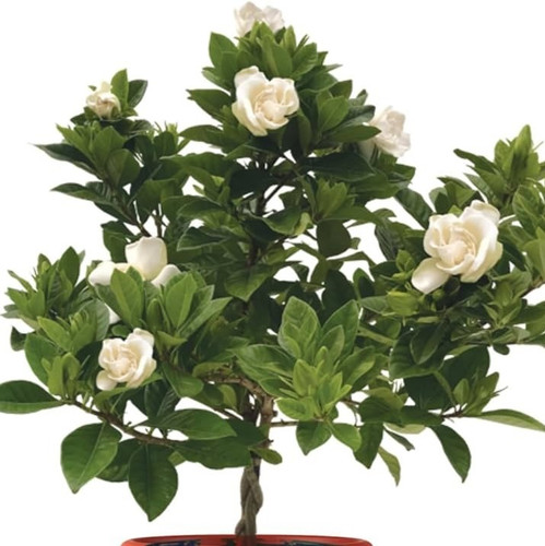 61jKtenZ5KL. AC UF1000,1000 QL80.jpg