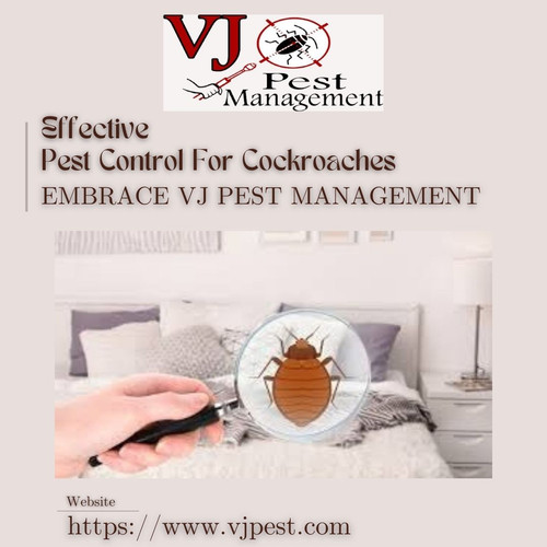 Effective Pest Control For Cockroaches  Embrace VJ Pest Management.jpg