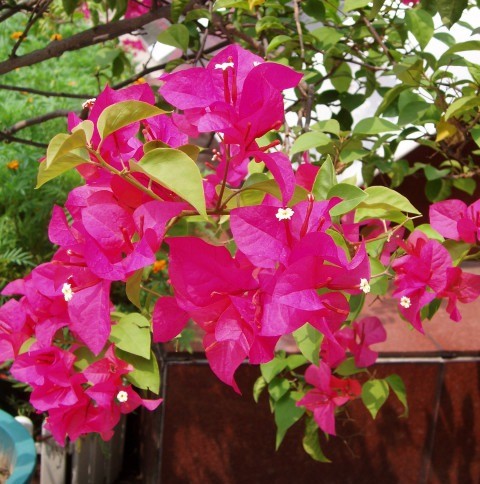 yes annual yes bdyr154 1 pot liv.jpg