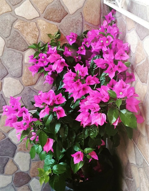 yes annual yes bhr587 1 plastic.jpg